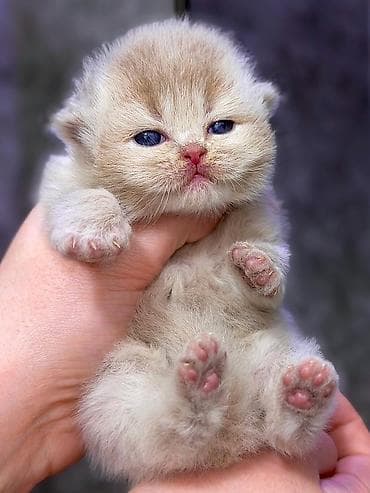 сколько стоят сфинксы кошки: Породистые котята ДОРОГО!!! порода Шотландцы на фото Лиловый золотой — 4