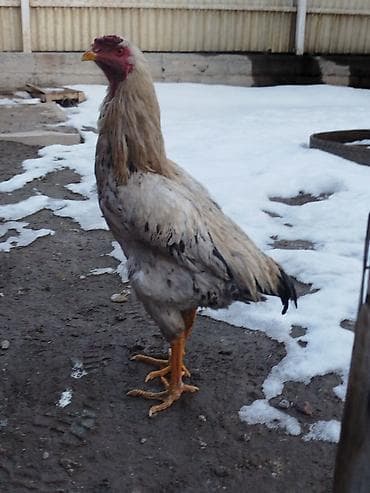 subaru forester 2: Электровелосипед, Б/у — 4