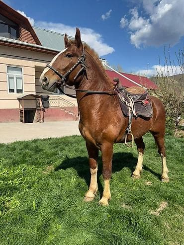 Продаю | Жеребенок | Для разведения, Рабочий, Конный спорт | Осеменитель