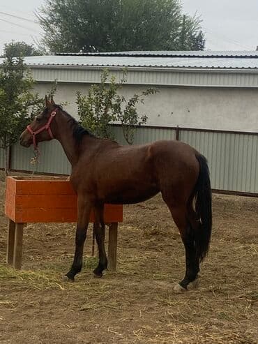 Грызуны: Продаю | Жеребец | Рабочий — 1