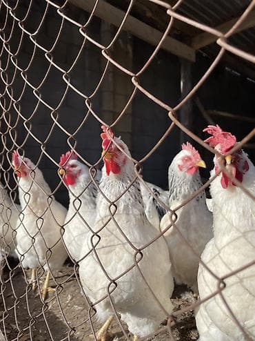 птички домашние: Адлеры 🐓 — 4