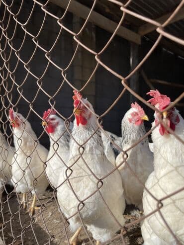 брама мраморная: 8 кур + 1 петух — 4