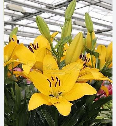 азиаты: Лилии — набор сортов для сада и срезки - Ассортимент: крупноцветковые — 3