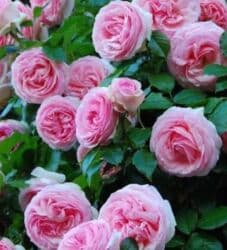 декоративные растения: Саженцы цветка: Розы, Платная доставка — 14