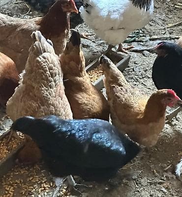 индюк бишкек: Домашние куры и петухи 80 кур и 100 петухов — 4