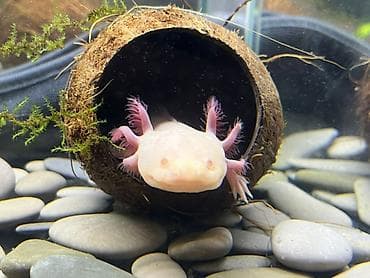 все для животных: Галька морская «Монетки», фракция 20–40 мм. Как выглядит на 2 фото — 2