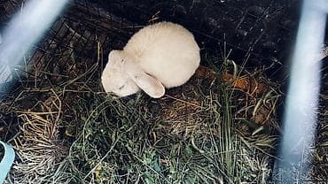 кролики крольчата: Продаю | Крольчиха (самка) | Карликовая — 5