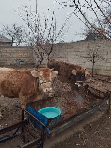 купить бычков оптом: Коровы, быки — 2
