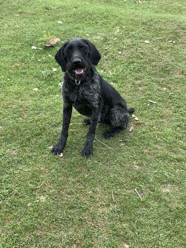 сколько стоит шпиц в бишкеке: Продаю Охотничью собаку Породы дратхаар Возраст 4 года Пол Сука! — 2