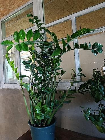 Замиокулькас (Zamioculcas zamiifolia) в пластиковом горшке. - Крупный