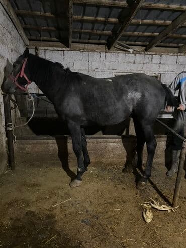 сколько стоит чихуахуа в бишкеке: Сатам | Жылкы (эркек) | Аргын | Жумушка — 3