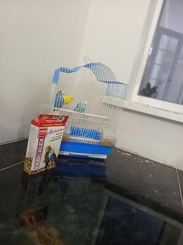 витамины для волнистых попугаев: Волнистые попугаи с комплектом причина продажи:Наша кошка к ним лезет — 3