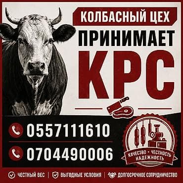 цена коровы 2024: Колбасный цех : Коровы, быки, | На забой, на мясо — 1