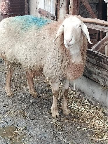 Продаю | Баран (самец) | Осеменитель