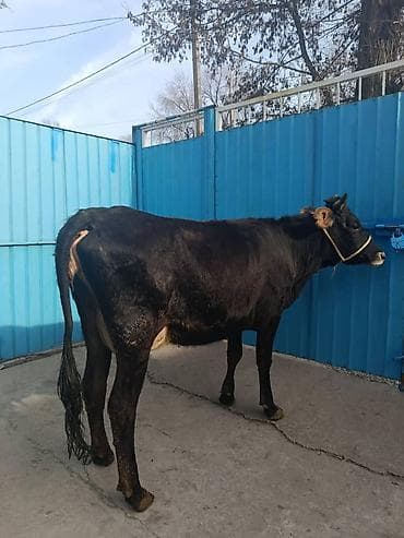 кара джигач: Продаю | Корова (самка) | Для молока — 1