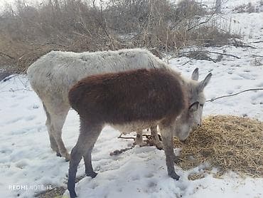 Ослы — взрослая ослица и молодое ослёнок. Описание: - Пара домашних