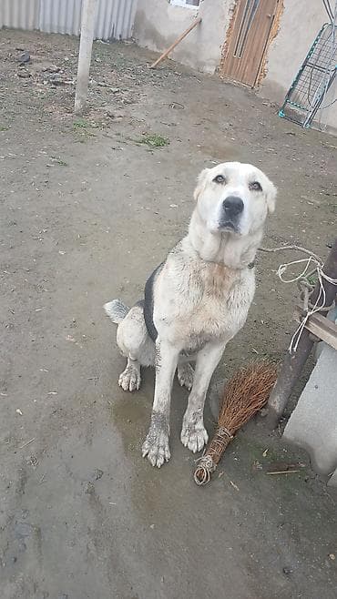 метиленовый синий: Алабай, 1 год, Самец — 1