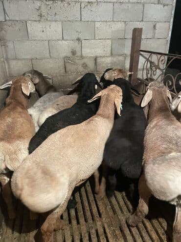 племенные коровы молочные купить: Продаю | Ягненок | Полукровка | На забой | Племенные — 4