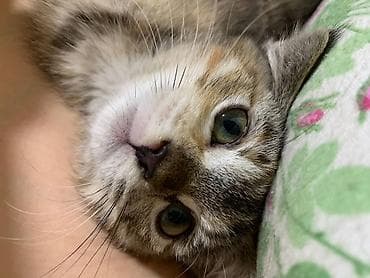 cat litter: Отдам в добрые руки, котенок девочка 4 мес. Переезжаем, не можем с — 1