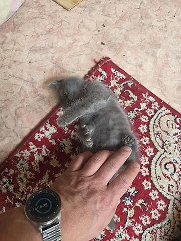 котята сфинкс: Отдам в хорошие руки Котята, помёт домашний. Несколько малышей разной — 3