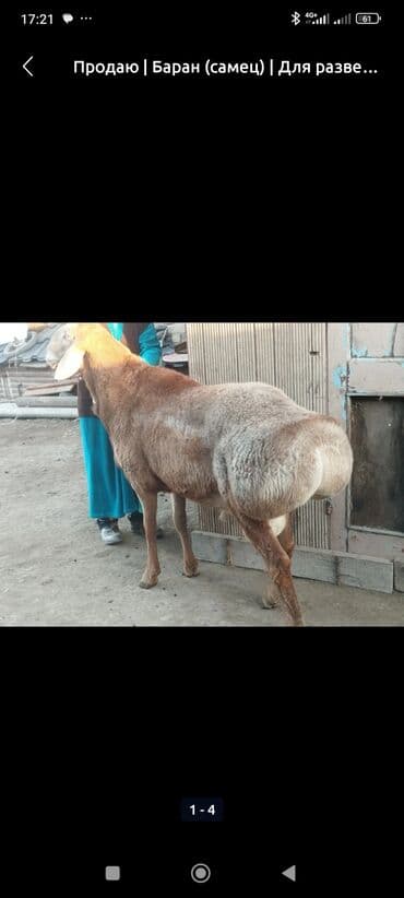 Продаю | Баран (самец) | Для разведения | Племенные