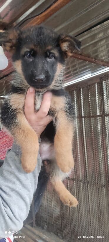 животные на р: Продаются очеровательные чистокровные щенки немецкой овчарки родились — 6