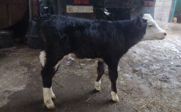 Ветеринар кызматы: Сатам | Музоо | Голштин, Швиц — 3