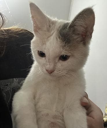 манчкин котенок купить: 🏡 Ищем добрый дом для котёнка ❤️ Отдаем в самые заботливые и — 2