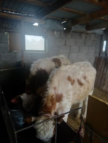 цена теленка коровы: Продаю | Тёлка | Полукровка | На откорм | Привязанные — 3