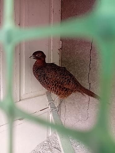 А/ч жаныбарлары үчүн тоюттар: Фазан румынский пара 4000 молодые прошлогодний — 2