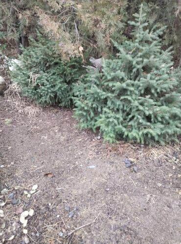 Садовая мебель: Саженцы деревьев: Ели — 1