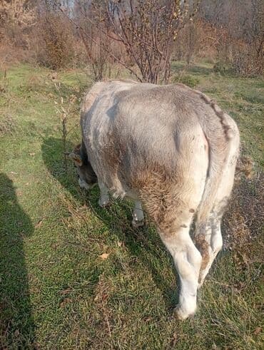 купить щенка французского бульдога: Продаю | Бык (самец) | Полукровка | На откорм — 2