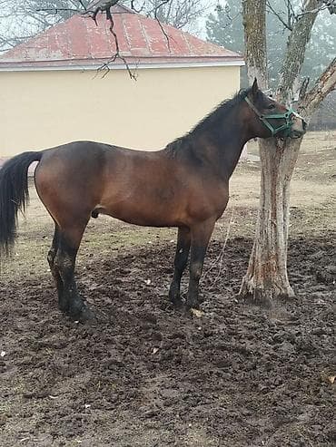 лошадь ат: Продаю | Жеребец | Рабочий — 1