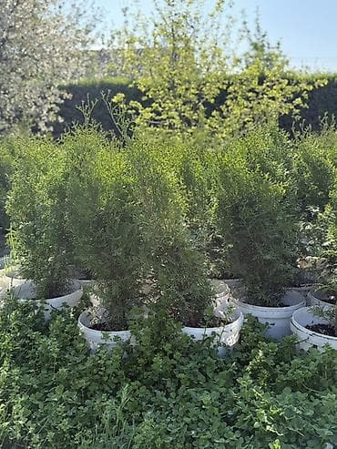 small table: Туя колоновидная рост 1 метр - 1.20 -1.30 см цена 1500 сом — 4