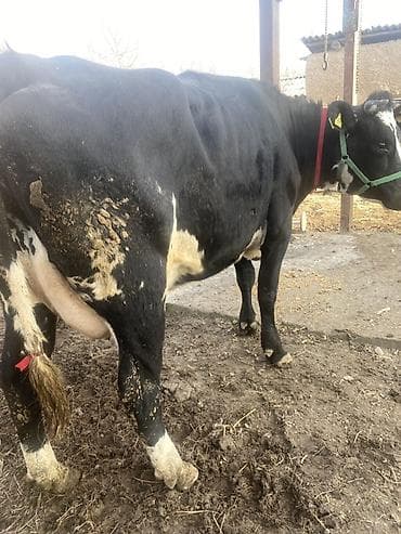 корова самка: Продаю | Корова (самка) | Для молока — 3