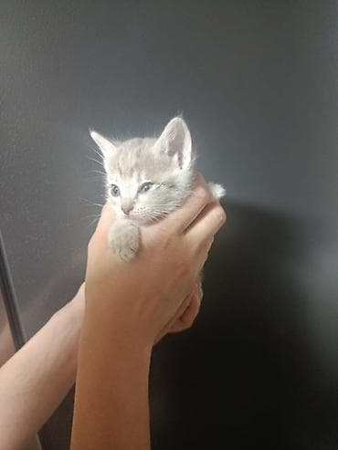 Котята порода папа Турецкая Ангора мама британка приучены к лотку им