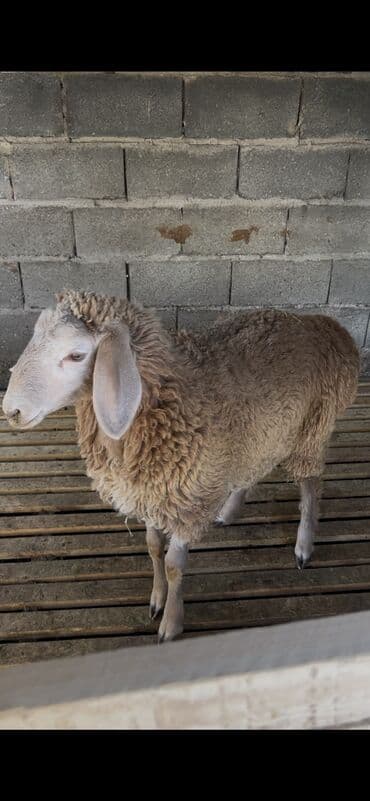 Продаю | Овца (самка) | Арашан