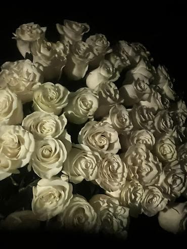 Продаю розы 50 штук за 5500 огромные. Букет из белых роз -