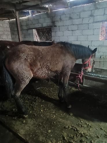 собака для ахоты: Продаю | Кобыла (самка) | Рабочий — 2