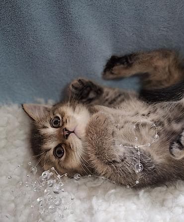 донской сфинкс котята: Скотиш Страйт (Шотландская прямоухая), 2 месяца, Мальчик, Проглистована, Приучена к лотку — 4