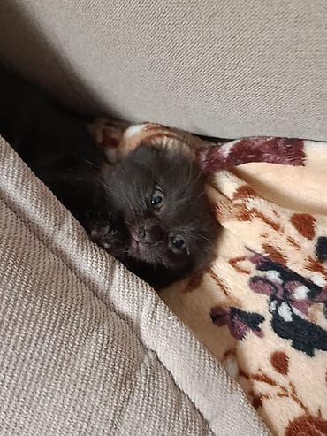 cat sofa: Отдам в хорошие руки котят! Мама и папа живут в одной семье,котята — 2