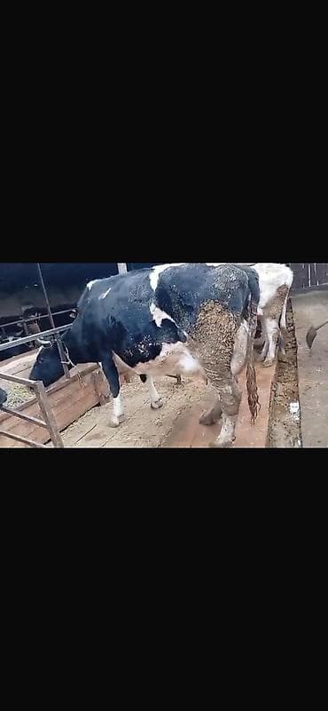 собаки кант: Продаю | Корова (самка) | Голштин | Для молока — 3