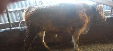 Айыл-чарба жаныбарлары: Сатам | Бука (эркек) | Аулиекөл | Бордоп семиртүү үчүн — 2