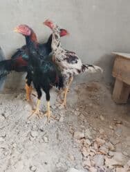 декоративные кролик: Майский жожолор сатылат — 1