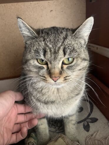 идентификация киви кошелька в кыргызстане бесплатно: Кошка даром: Беспородная, 8 месяцев, Девочка, Приучена к лотку — 1