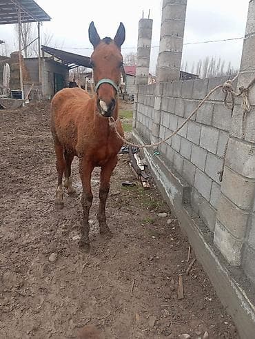 продажа лошадей в россии: Продаю | Жеребенок | Английская | Для разведения, Конный спорт | Племенные — 1