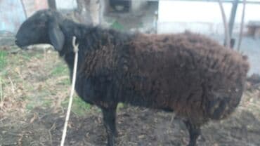 шамо дакан: Продаю | Баран (самец) | Для разведения | Осеменитель — 5