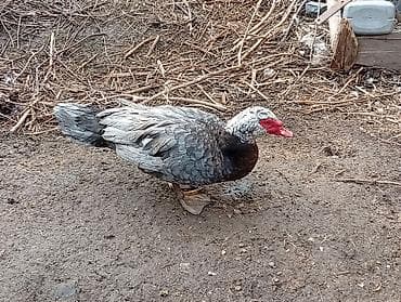 Индоутки (мускусные утки) - Порода: мускусная (индоутка) — 5