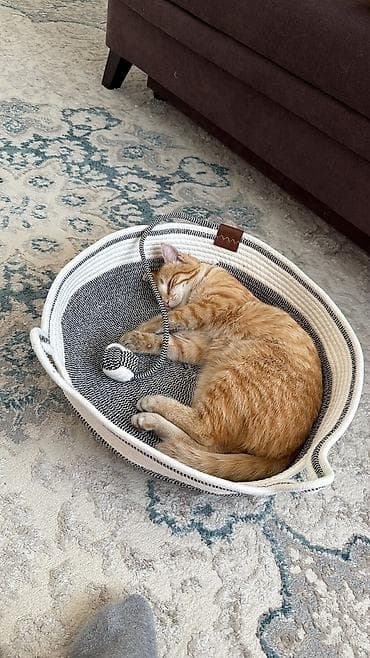 Мышыктар: Мышык бекер берилет: Породасыз, 9 айлык, Эркек — 4