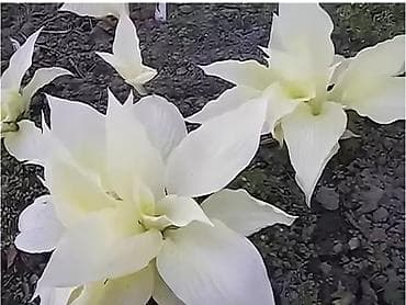 кайма: Хоста Либерти 800с в наличии много разной хосты, спрашивайте. есть — 2